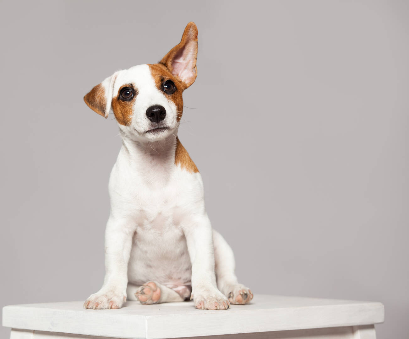 Comprehensive Dog Care Services in Garden City ID